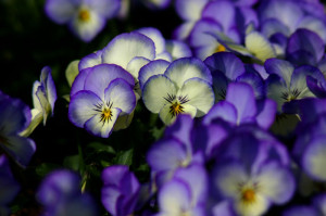 Purple flowers